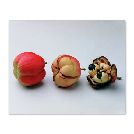 Ackee Fruit Development Постер 122 x 96,5 см в Москве 